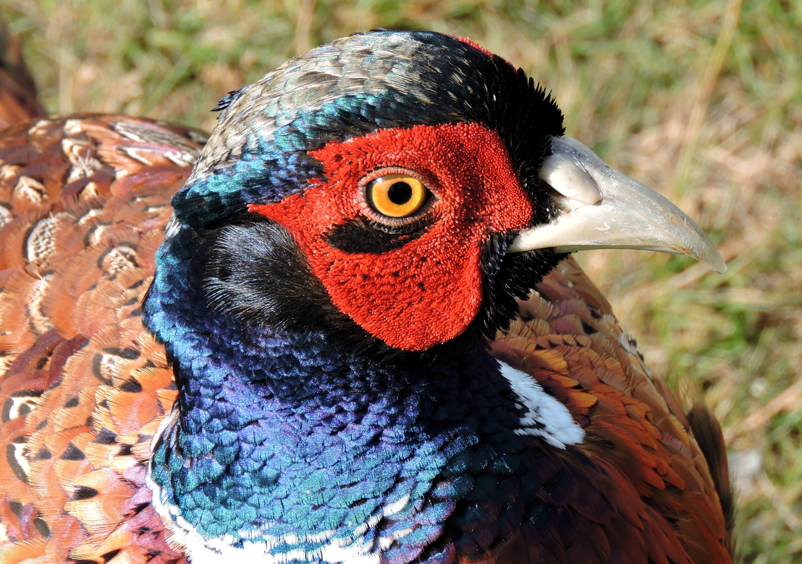 TAME PHEASANT. Bill Bagley Photography